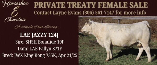 Horseshoe E Banner Bar (1)